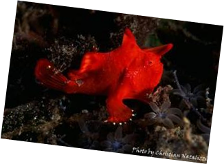 http://www.euro-divers.com/Images/Diving%20School/25/s1-frogfish-Chris-Pict.jpg
