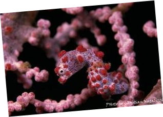 http://www.euro-divers.com/Images/Diving%20School/25/s3-Pig-seahorse-Chris-Pict.jpg