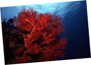 http://www.euro-divers.com/Images/Diving%20School/25/R%20Coral%20Tree%202.jpg